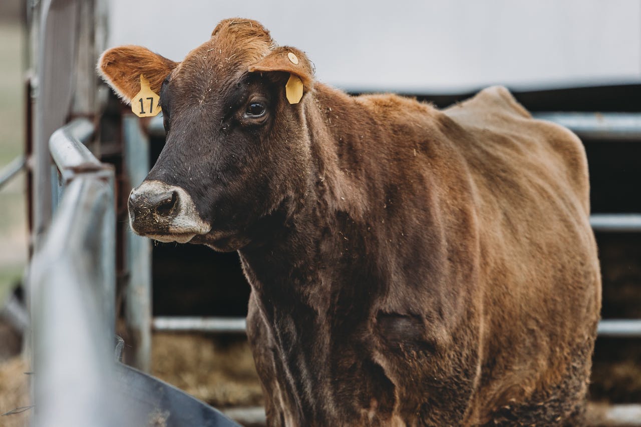 A brown cow stands in a farm enclosure, showcasing its ear tags and serene expression.